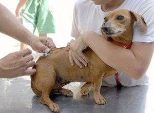 Vacinação antirrábica começa esse mês em Rolim de Moura Vacinação antirrábica começa esse mês em Rolim de Moura