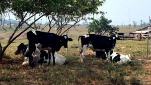 Pecuária leiteira inicia o ano com perspectivas otimistas de produção