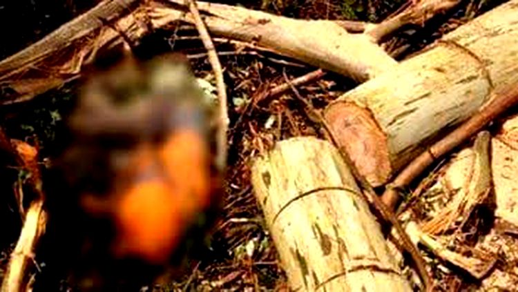 Homem tem cabeça esmagada por tora de árvore durante derrubada Homem tem cabeça esmagada por tora de árvore durante derrubada