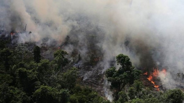 'Animais carbonizados e silêncio no lugar do verde e som de pássaros': biólogo descreve cenário apocalíptico após queimadas