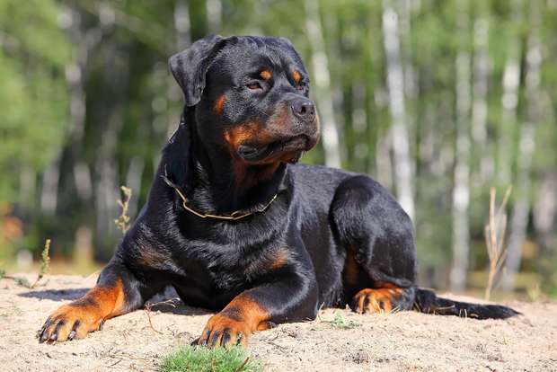 Bebê de 1 ano é morto em ataque de cão rottweiler no RS