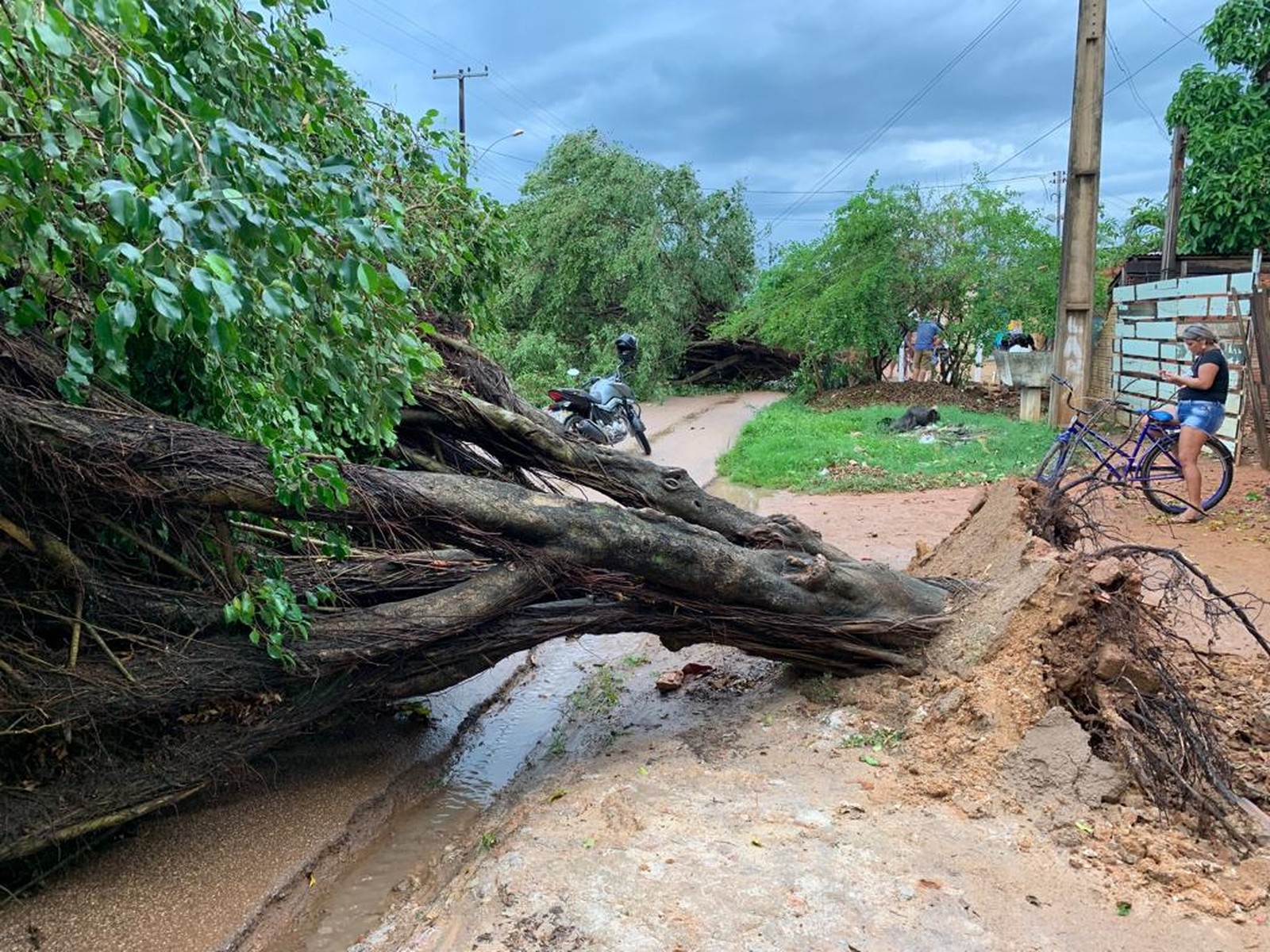 Chuva forte destelha casas e provoca queda de árvores em Porto Velho