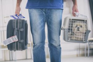 Viagens internacionais com animais de estimação exigem passaporte ou certificado veterinário