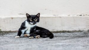 Prefeitura cria programa para informar sobre maus-tratos contra animais Prefeitura cria programa para informar sobre maus-tratos contra animais