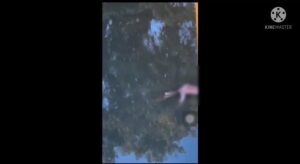 Pedestre filma momento exato em que jacaré devora homem dentro de lago; veja vídeo Pedestre filma momento exato em que jacaré devora homem dentro de lago; veja vídeo