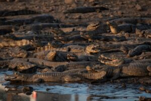 Milhões de jacarés podem morrer no Pantanal devido à seca que assola a região Milhões de jacarés podem morrer no Pantanal devido à seca que assola a região