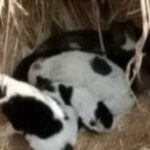 ‘O amor salva’: bebê recém-nascida é abandonada no frio e acaba salva por cachorrinhos; veja