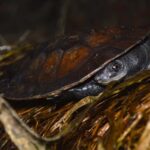 Nova espécie de tartaruga de água doce é encontrada em região da Amazônia