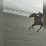 Mulher e cão são atropelados em corrida na praia entre cavalos e motos