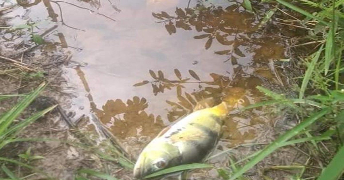 Mortandade de peixes nas águas do Rio Branco intriga indígenas e produtores
