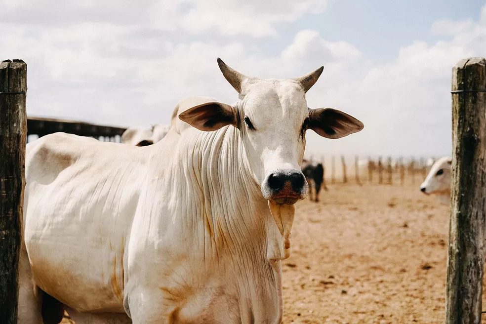 BAIXA – Preço médio da arroba do boi gordo caiu 7% desde abril em RO