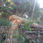 Mais de 10 pessoas são presas suspeitas de desmatar área florestal em RO Mais de 10 pessoas são presas suspeitas de desmatar área florestal em RO