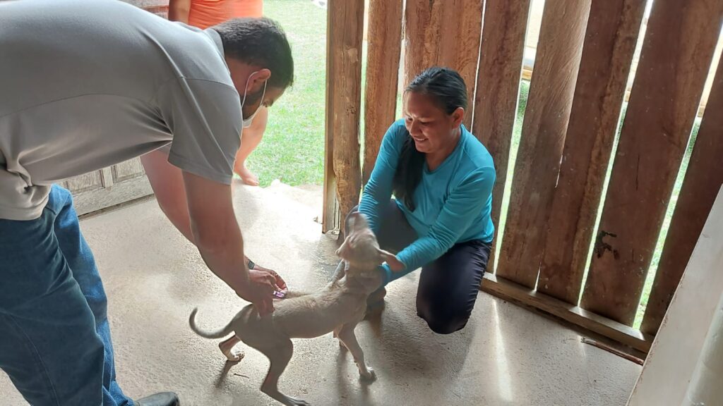 Tanto cães quanto gatos receberam o imunizante