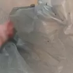 Bebê