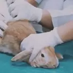 Teste, Animais