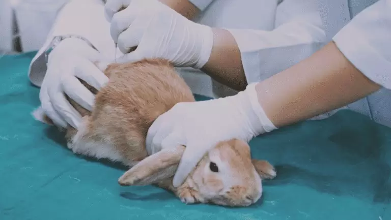 Teste, Animais